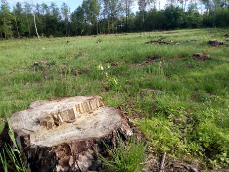 Журавський: ﻿Нелегальне вирубування лісу в Україні досягло критичного рівня. За деякими оцінками, знищено понад 30% лісу