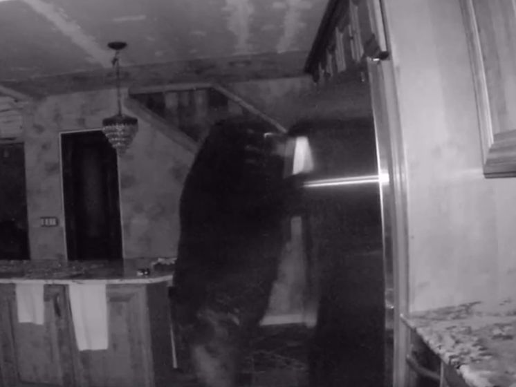 Пока хозяева спали, медведь пять часов обыскивал дом в поисках еды, открыв холодильник и кухонные ящики. Видео