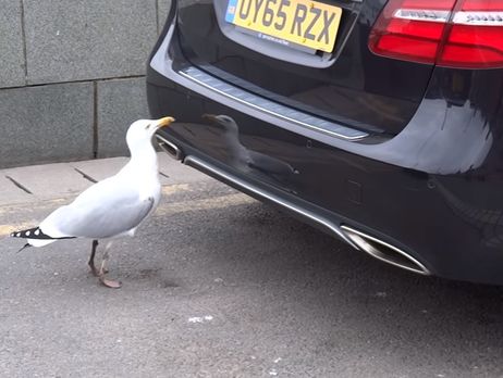 Чайка напала на автомобиль, увидев в нем свое отражение. Видео