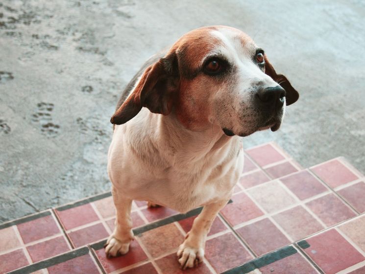  В Китае создали первую в мире генно-модифицированную собаку