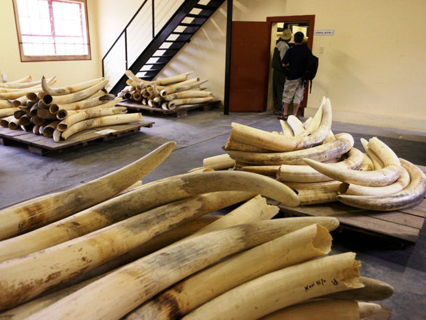 ﻿Поліція у В'єтнамі вилучила майже три тонни слонової кістки