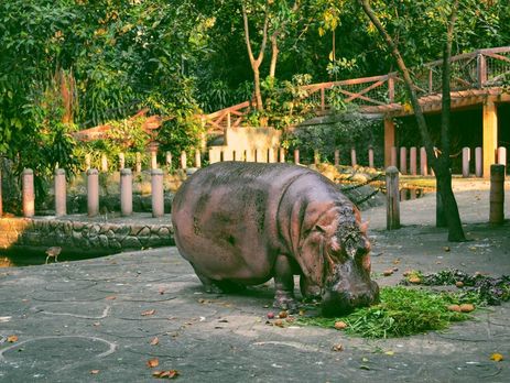 Берта была символом зоопарка Манилы