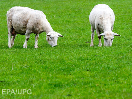 В Сумской области у женщины заподозрили сибирскую язву