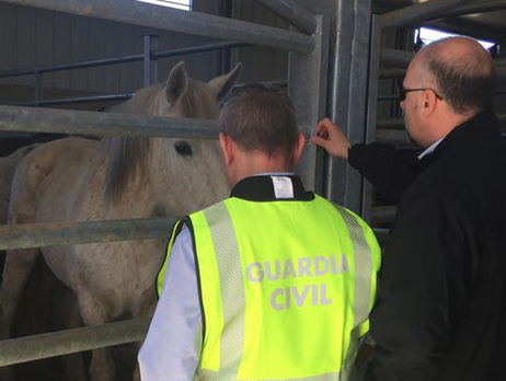 ﻿В Іспанії затримали угруповання з 65 людей, які постачали до Європи непридатну в їжу конину – Європол