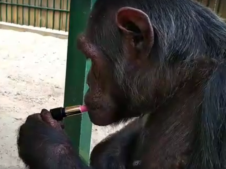 Работники зоопарка называют обезьяну "истинной леди"