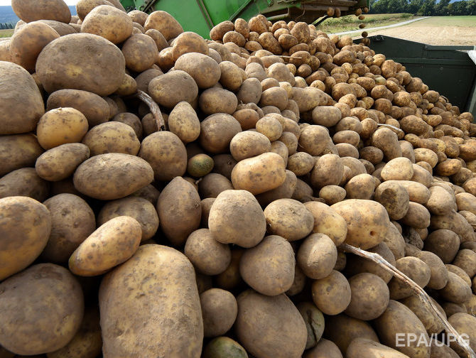 В 2017 году Беларусь приобрела 95% всего экспортного картофеля из Украины