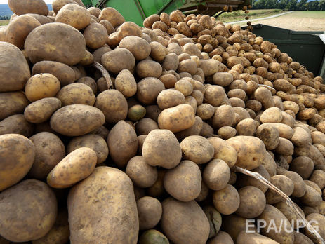 ﻿У 2017 році Білорусь придбала 95% усієї експортної картоплі з України