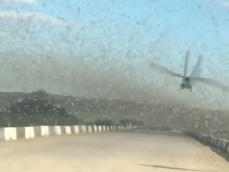 В России и Казахстане – нашествие саранчи. Видео