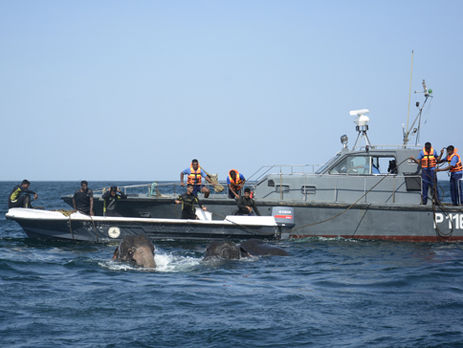 На Шри-Ланке военные спасли слонов, которых смыло в море. Видео