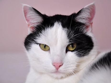 Суд в Киеве приговорил к шести месяцам заключения живодера, издевавшегося над котом