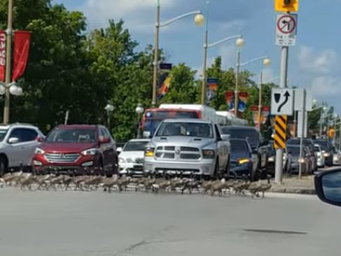 ﻿У мережі опублікували запис, на якому зграя гусей переходить дорогу на зелений сигнал світлофора. Відео