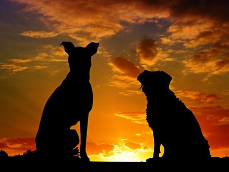 В Ивано-Франковске создадут единую базу бездомных собак