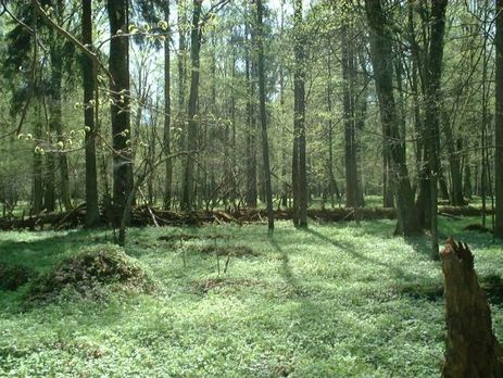 Евросуд запретил Польше вырубать Беловежскую пущу