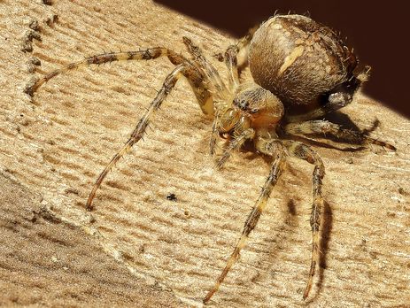 В США по журналистке во время прямого включения ползал паук