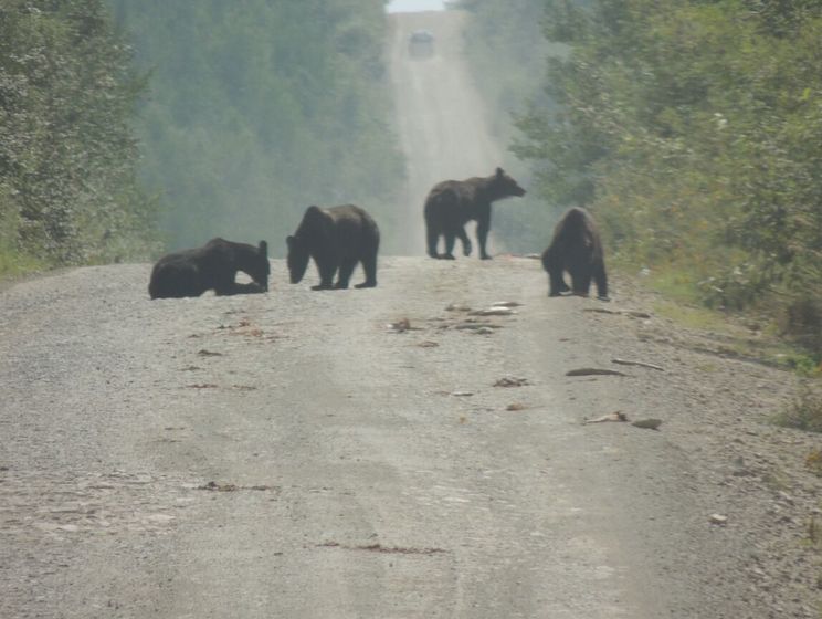 В Хабаровском крае РФ медведи съели около тонны рыбы, высыпавшейся из грузовика