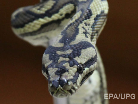 В Австралии питон спрятался в редакции телеканала