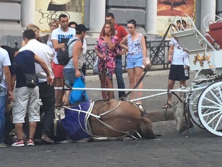 ﻿В Одесі від спеки знепритомнів кінь