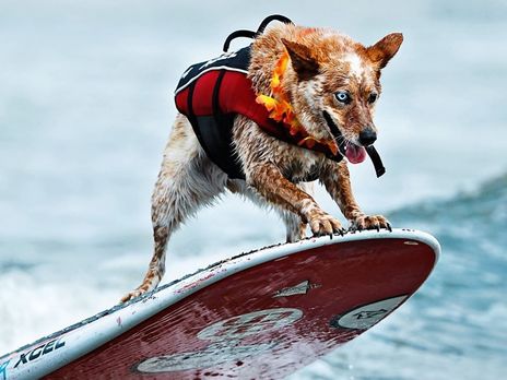 В Калифорнии прошли соревнования по серфингу среди собак. Фоторепортаж