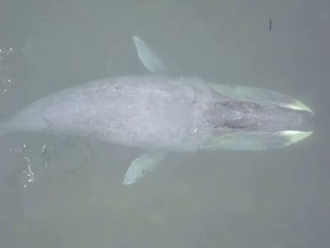 ﻿В Охотському морі в гирлі річки застряг кит. Відео