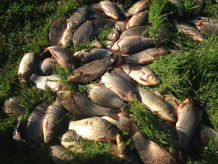 ﻿У Миколаївській області масово гине риба