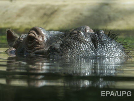 В Танзании бегемот убил туристку из США