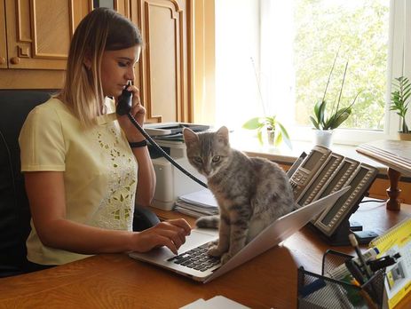 В Днепропетровской облгосадминистрации завели кошку-секретаря по имени Тигр. Фоторепортаж