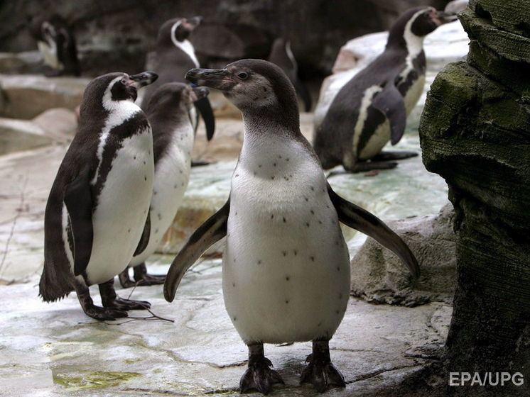 ﻿Влада Чилі відмовила компанії Andes Iron у видобуванні залізної руди через загрозу життю пінгвінів