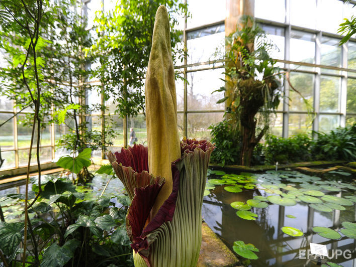﻿У ботанічному саду у Вашингтоні розцвіла найсмердючіша квітка у світі