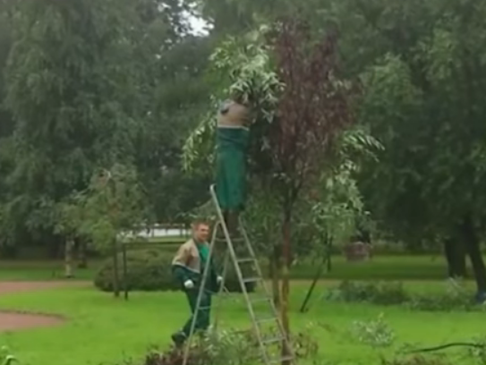 В Санкт-Петербурге коммунальщики к мертвым деревьям скотчем примотали зеленые ветки. Видео