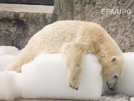 Власти Норвегии на $1500 оштрафовали проводника туристов, испугавшего белого медведя