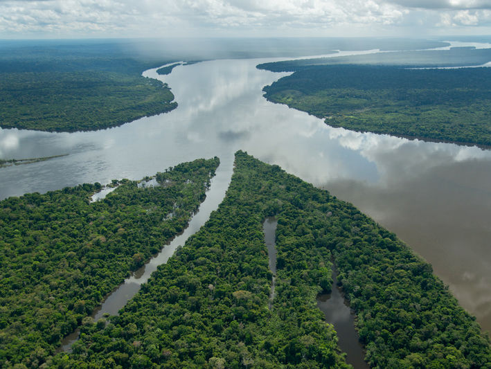 ﻿У 2014–2015 роках у джунглях Амазонки виявили 381 новий вид тварин і рослин – WWF