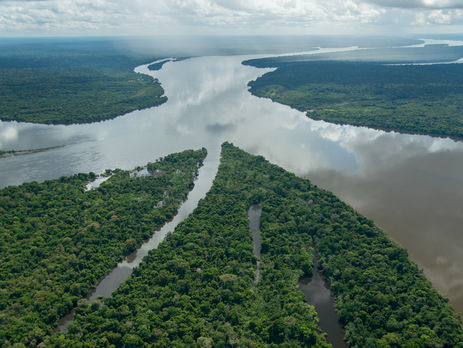 В 2014–2015 годах в джунглях Амазонки нашли 381 новый вид животных и растений – WWF