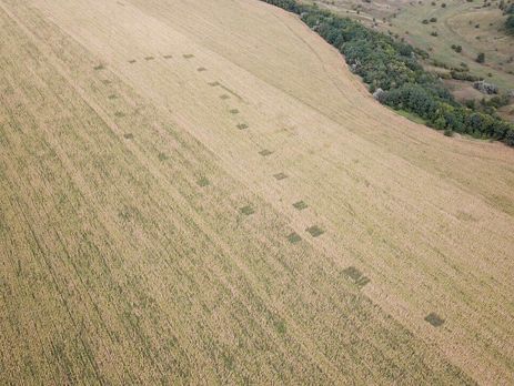 ﻿Національна поліція за допомогою аеророзвідки знайшла в Дніпропетровській області поля з канабісом. Фоторепортаж