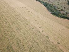 Национальная полиция с помощью аэроразведки нашла в Днепропетровской области поля с каннабисом. Фоторепортаж