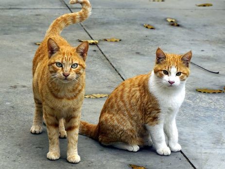 ﻿Під час пожежі в Ермітажі загинули музейні коти