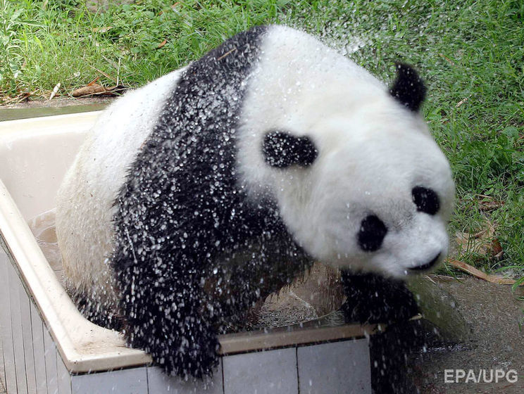 ﻿Померла найстаріша у світі панда