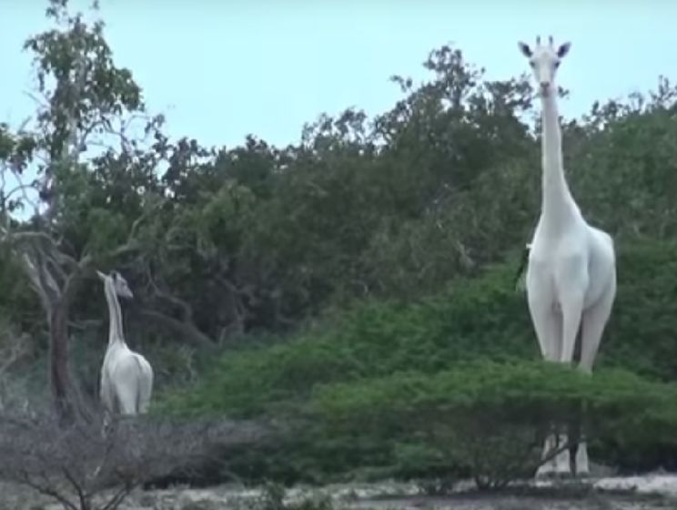 В Кении обнаружили белых жирафов. Видео