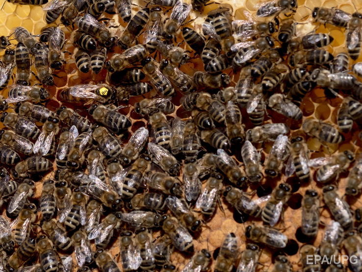 В Лос-Анджелесе в результате атаки пчел пострадало шесть человек