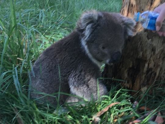 ﻿В Австралії коала проїхала 16 км на осі колеса позашляховика