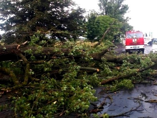 Ураган, обрушившийся на Закарпатье вечером 17 сентября, повредил около 300 га леса