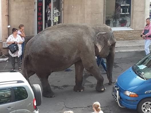 По центру Одессы гулял слон. Видео
