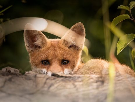 В Запорожской области хотят за €5 млн провести оральную вакцинацию лис с привлечением авиации