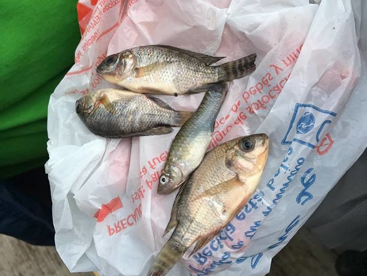 В Мексике прошел дождь с рыбами