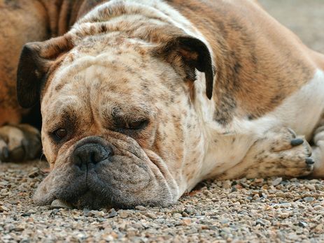 ﻿У Новосибірській області депутати хочуть заборонити домашнім тваринам голосно гавкати і вити ночами