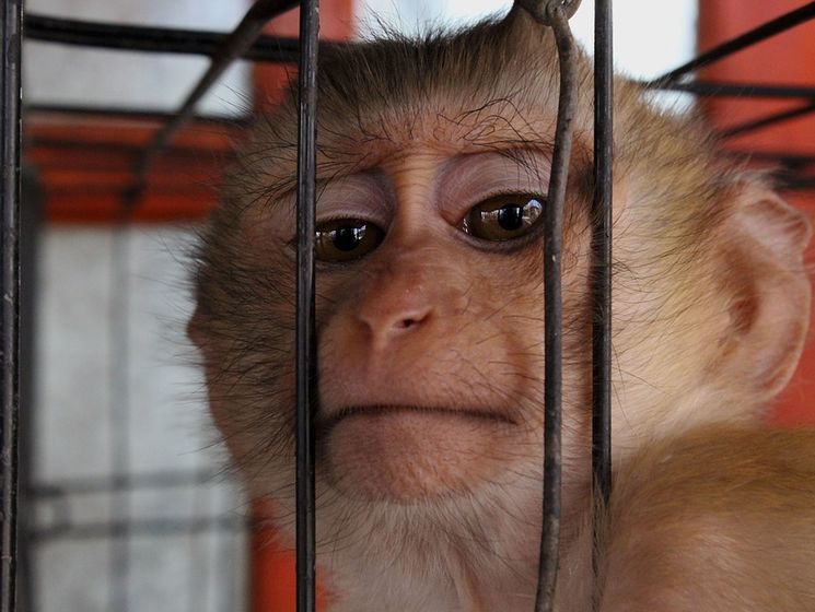 ﻿Під час закупівлі мавп у Російській академії наук украли 457 млн рублів – ЗМІ