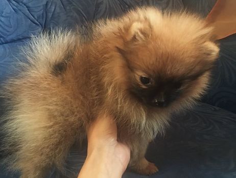 В системе электронных торгов арестованным имуществом в Украине продают двух щенков померанского шпица