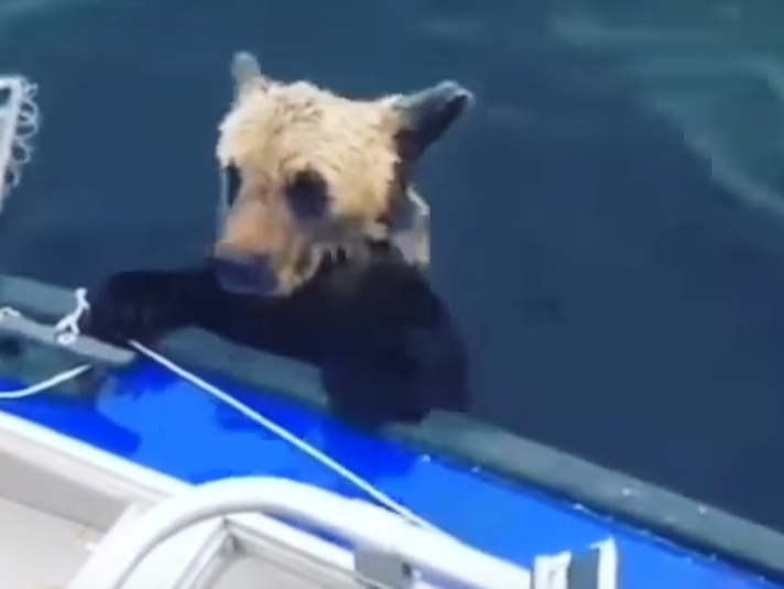 В России рыбаки спасли тонущего медвежонка. Видео