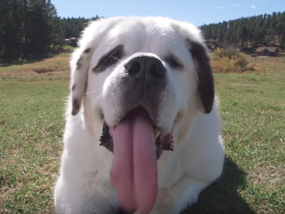 ﻿У США до Книги рекордів Гіннеса потрапив собака з найдовшим язиком у світі