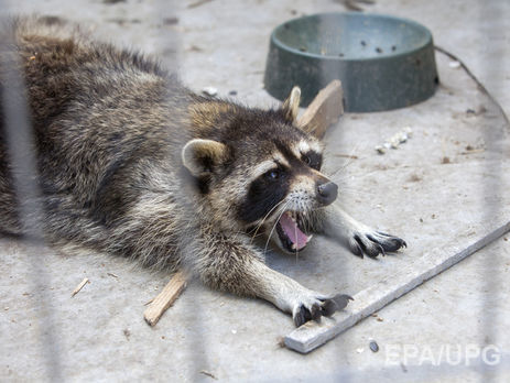 ﻿У єнотів, які розгромили магазин у Чернівецькій області, алкогольна інтоксикація – директор цирку