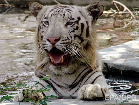 ﻿В Індії двоє однорічних тигренят убили наглядача національного парку